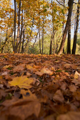 Park with a carpet of fallen leaves underfoot and golden trees.