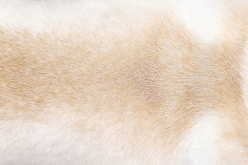 Fur dog texture or light brown animal skin on background