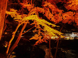 夜の紅葉＠香嵐渓