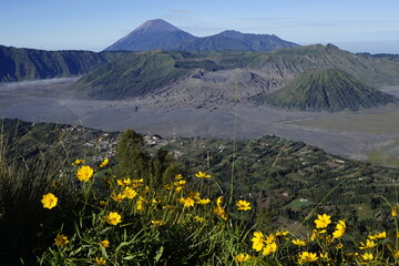 A flowers and green plants with Bromo mountain on background