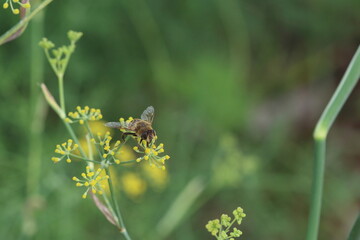 Fennel (Foeniculum vulgare) is a flowering plant species in the carrot family