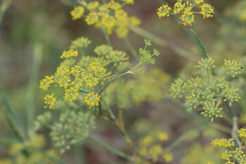 Fennel (Foeniculum vulgare) is a flowering plant species in the carrot family