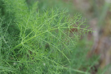Fennel (Foeniculum vulgare) is a flowering plant species in the carrot family