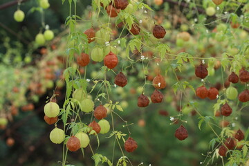 Cardiospermum halicacabum is a climbing plant known as the lesser balloon vine, balloon plant or...