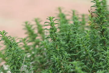Thymbra, common name Mediterranean thyme, is a genus of plants in the family Lamiaceae