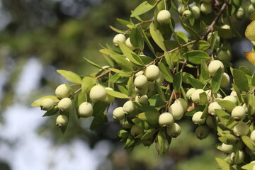 Myrtus communis, the common myrtle or true myrtle, is a species of flowering plant in the myrtle family Myrtaceae