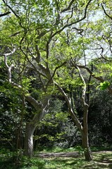 自然のなかでリラックス