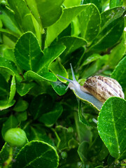 snail on a leaf