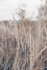 Pampas grass in autumn. Natural background. Dry beige reed. Pastel neutral colors and earth tones. Banner. Selective focus.