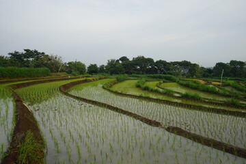 Fototapeta na wymiar Rice field in East Java, Indonesia 
