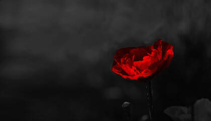 Red poppy on a black background.Black background and juicy poppy.