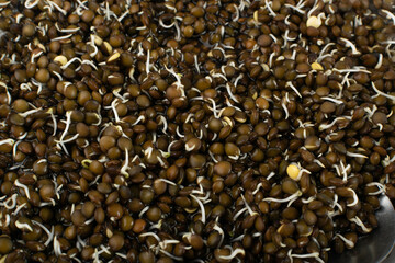 Lentils Sprouts, Sprouted Black Lentil Grains, Dal, Daal, Dhal, Masoor