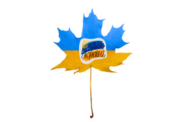 Maple leaf yellow and blue on a white background. The national symbols of Ukraine are applied on...