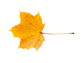 Maple Leaf Isolated. Colored Autumn Tree Leaves