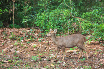 Naklejka na ściany i meble Deer foraging in wildlife sanctuaries in Thailand