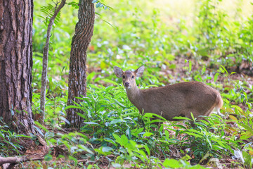 Deer foraging in wildlife sanctuaries in Thailand