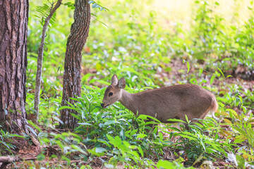 Deer foraging in wildlife sanctuaries in Thailand