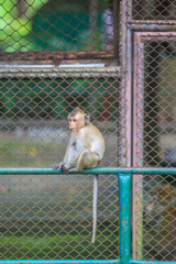 Baby monkeys in a wildlife breeding center in Thailand