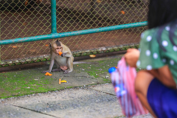 Baby monkeys eat food that people give in the center because of wildlife in Thailand.
