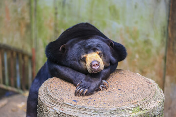 A bear is sunbathing in a wildlife breeding center in Thailand.