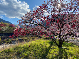 花桃の里