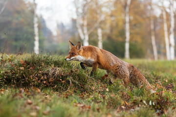male red fox (Vulpes vulpes) in the open wilderness