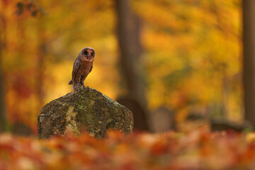 female barn owl (Tyto alba) sitting on a tombstone, the picture has an orange autumn colour background, taken for 31st October