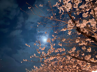 月明かりの桜