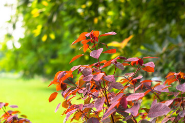 red and yellow flowers