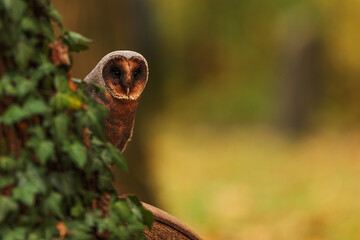 female barn owl (Tyto alba) peering out from behind an ivy-covered tree