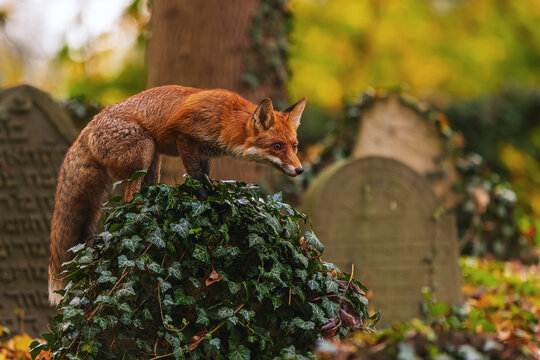 male red fox (Vulpes vulpes) looking around in the old cemetery, photographed for 31st October
