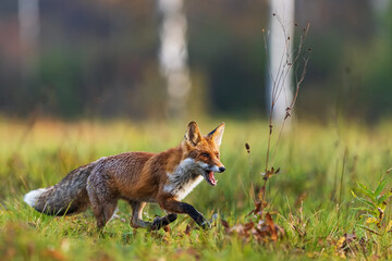 male red fox (Vulpes vulpes) running through the meadow with an autumn feel