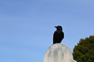 Little raven (corvus mellori), commonly known as a crow, perched atop a gravestone, with clear blue sky in the background