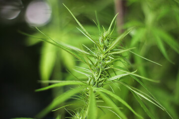 cannabis plant and flowers
