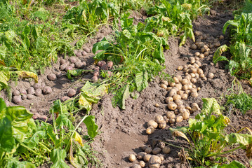 Digging potato at home in the garden. Harvested red and white potato near growing beet in the garden