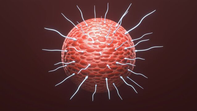 fertilization of an ovum by sperm, 3d rendering 4k seamless loop