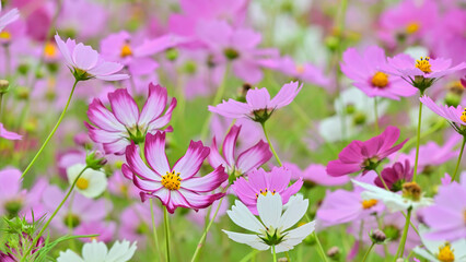 コスモスの花（Cosmos flower）