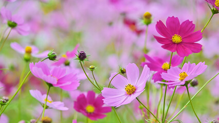 コスモスの花（Cosmos flower）