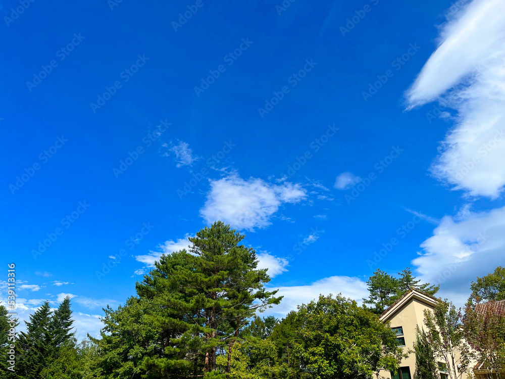 Poster 緑の森と青空の風景