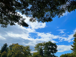 緑の森と青空の風景
