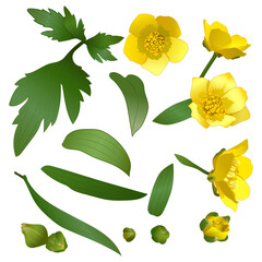 collection of elements of yellow flower, ranunculus, for the creation of design works, cards, invitations