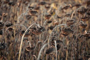 Field of ripe sunflowers in Autumn. Harvest of sunflowers, black dry sunflowers for making oil or for seeds