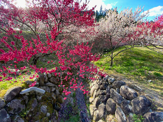 花桃の里