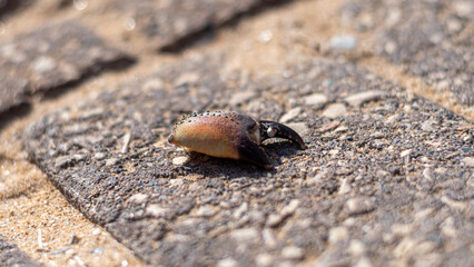Isolated close up of a single crab claw on a sidewalk background- Israel