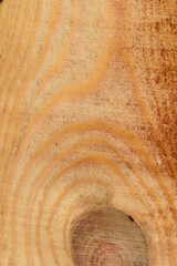 Drewno olchowe z widocznymi układem słojów na powierzchni deski © Paweł Kacperek