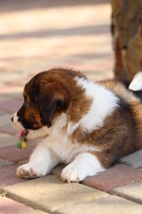 a small mixed breed dog walks around the yard