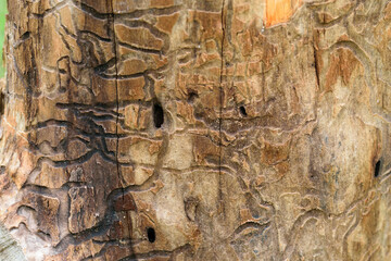 Ślady korników pozostawione w kawałku drewna