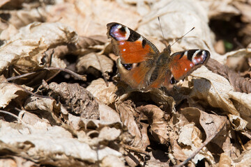 Schmetterling / Tagpfauenauge