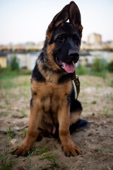 Portrait of a German Shepherd puppy.