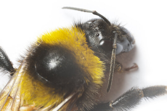 Portrait of a bumblebee (possibly Buff-tailed bumblebee, Bombus terrestris) on a white background. Extreme close up bumblebee